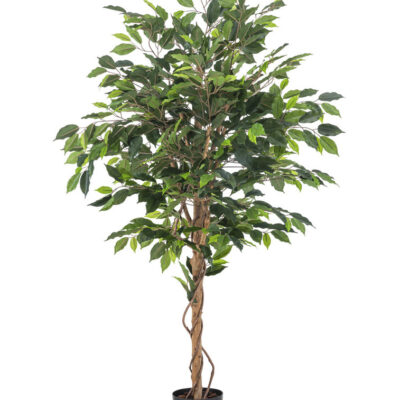 Ficus groen 150 cm