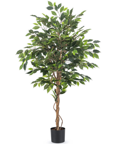 Ficus groen 150 cm