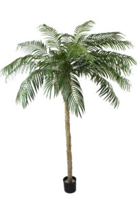 Phoenix Palm boom