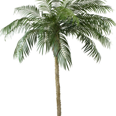 Phoenix Palm boom