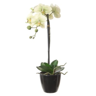 phalaenopsis, vlinderorchidee