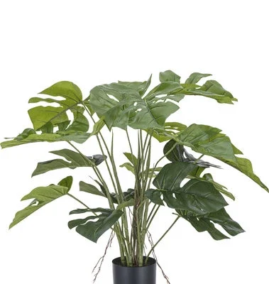 Monstera Gatenplant