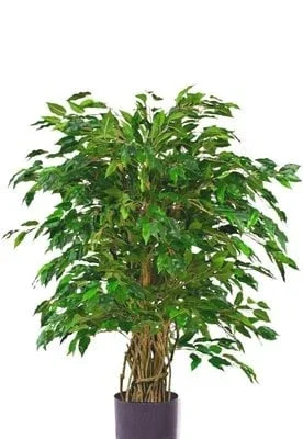 Ficus Liana