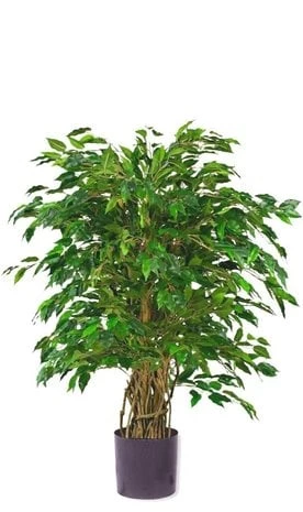 Ficus Liana