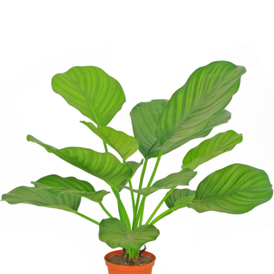 Calathea zijden plant