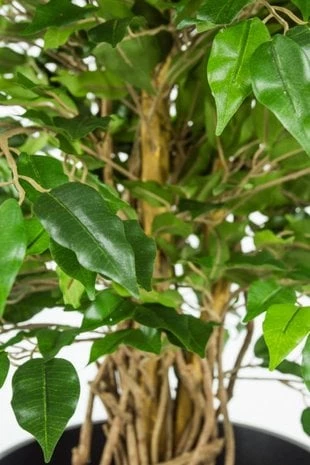 Zijden Plant Ficus Liana 90 cm GM - Afbeelding 3
