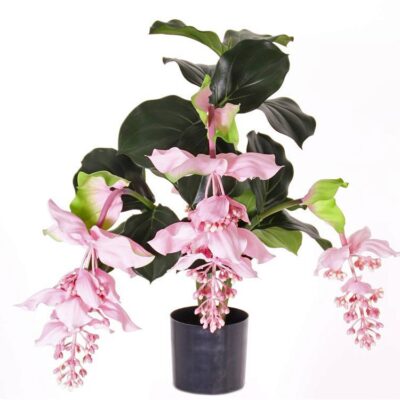 Medinilla Mafnifica