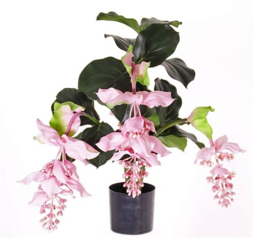 Medinilla Mafnifica