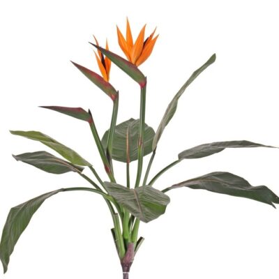 Strelitzia Paradijsvogelplant zijde