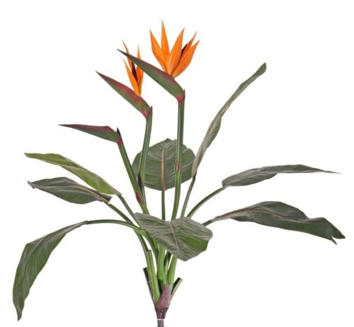 Strelitzia Paradijsvogelplant zijde