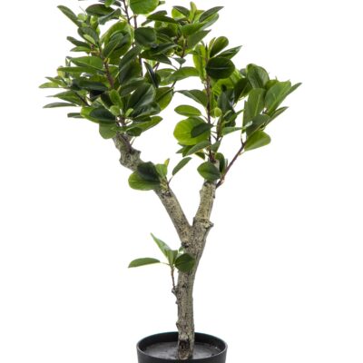 Schefflera 80 cm WJ