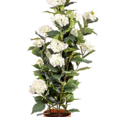 POTTED HYDRANGEA PLANT 150CM WHITE WJ