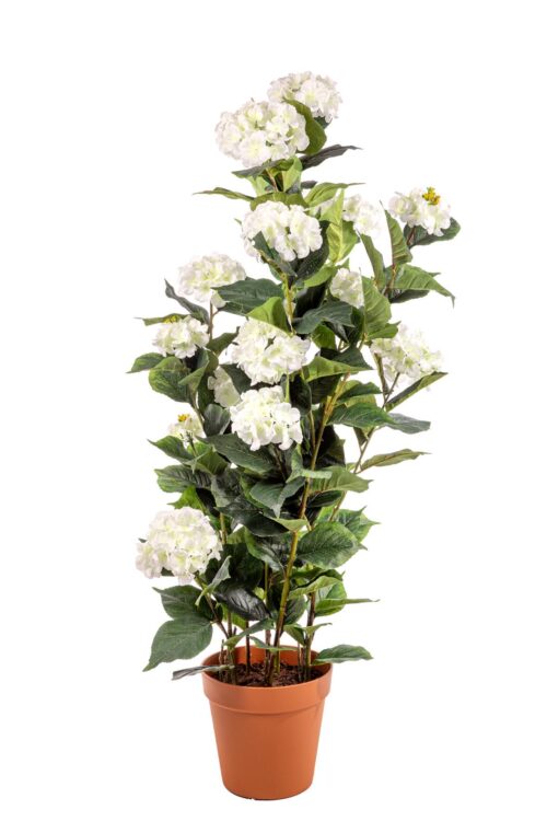 POTTED HYDRANGEA PLANT 150CM WHITE WJ