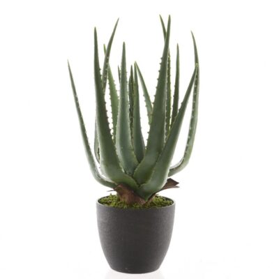 Aloe Vera 40cm