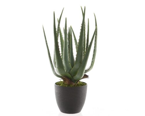 Aloe Vera 40cm