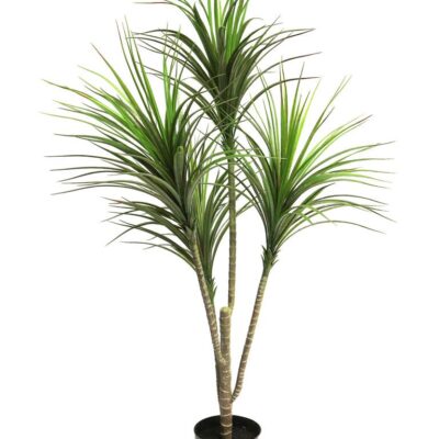 Dracaena Marginata green 110cm(6 months UV-protected) WJ