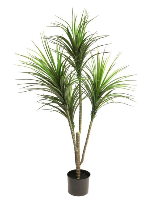 Dracaena Marginata green 110cm(6 months UV-protected) WJ