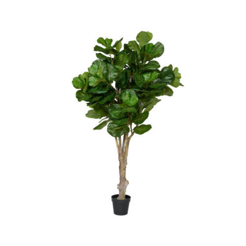 Ficus Lyrata XL 180cm Green PP