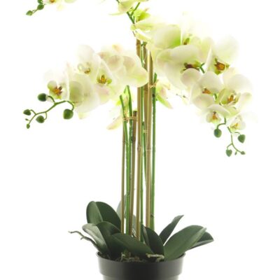 Phalaenopsis real touch Bora met 5 bloemtrossen in pot 60cm white WJ, Vlinderorchidee