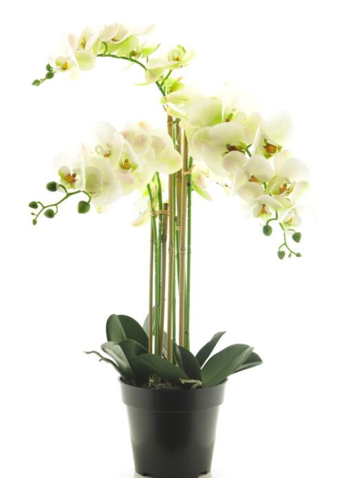 Phalaenopsis real touch Bora met 5 bloemtrossen in pot 60cm white WJ, Vlinderorchidee