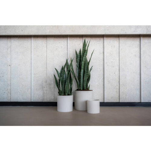 Sansevieria M 85cm Green PP