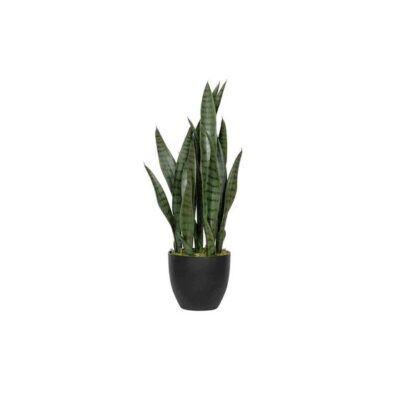 Sansevieria S 70cm Green PP