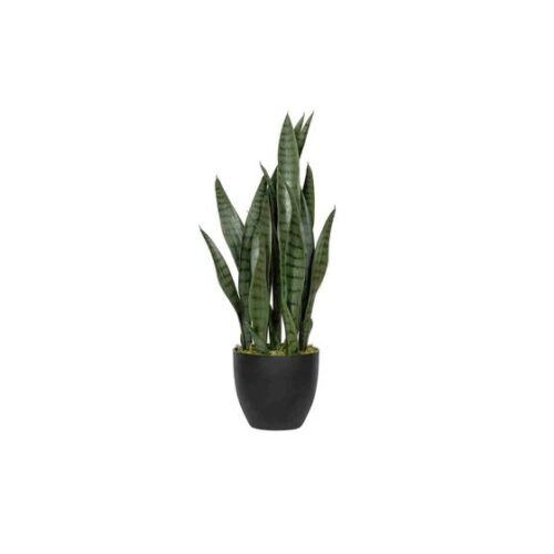 Sansevieria S 70cm Green PP