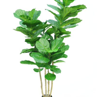 Tabaksplant Fiddle Leaf zijde 200 cm GM