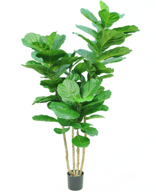 Tabaksplant Fiddle Leaf zijde 200 cm GM