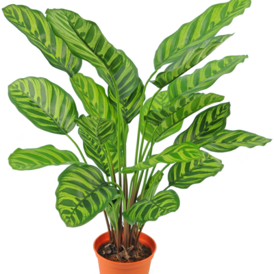 Calathea Makoyana zijden plant 60 cm GM