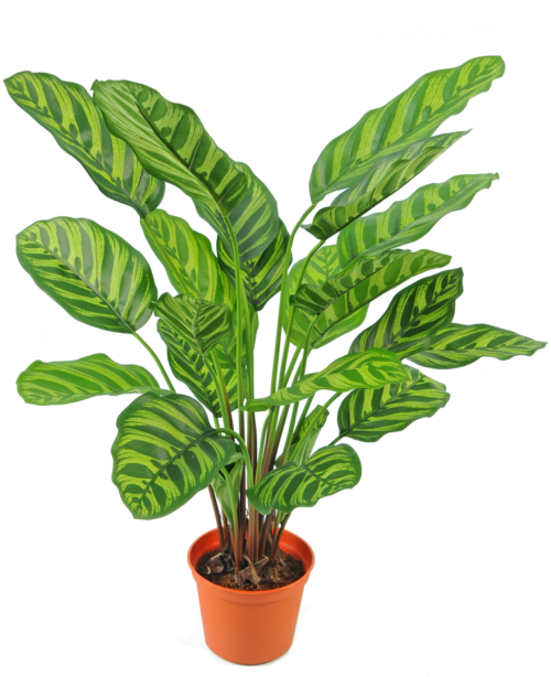 Calathea Makoyana zijden plant 60 cm GM