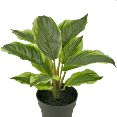 Dieffenbachia 25 cm zijde GM