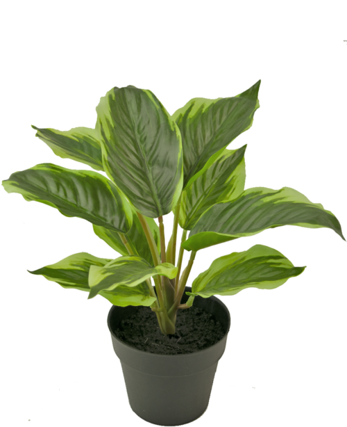 Dieffenbachia 25 cm zijde GM