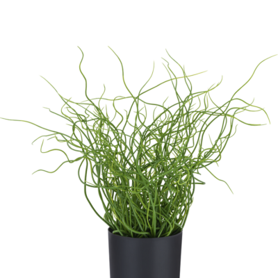 Gras plant Juncus Effusus in pot 41 cm GM