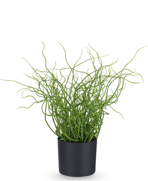 Gras plant Juncus Effusus in pot 41 cm GM