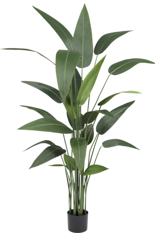 Heliconia zijden plant 150 cm GM