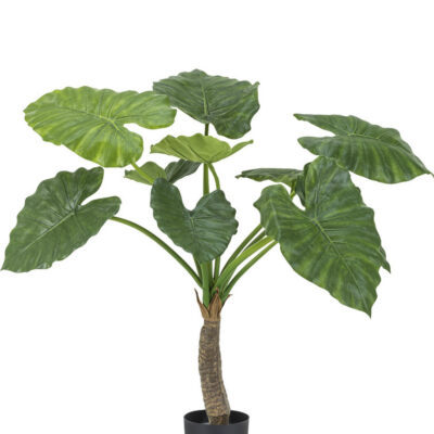 Alocasia 80 cm GM