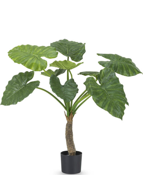 Alocasia 80 cm GM