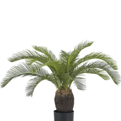 Cycas palm baby 60cm GM