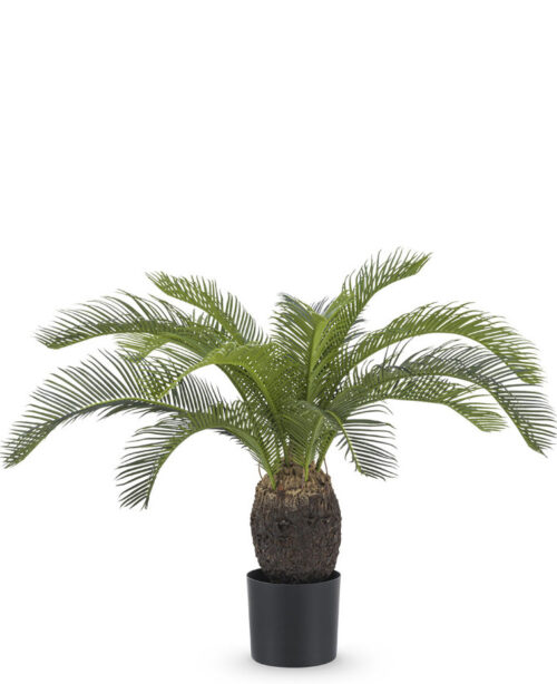 Cycas palm baby 60cm GM