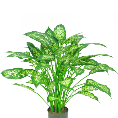 Dieffenbachia 75 cm zijden plant GM