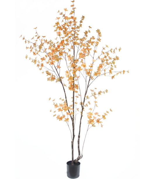 Enkianthus 240 cm zijde peach GM