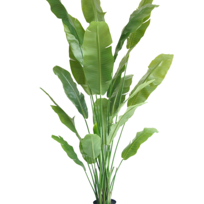 Strelitzia Nicolai 210 cm zijde GM