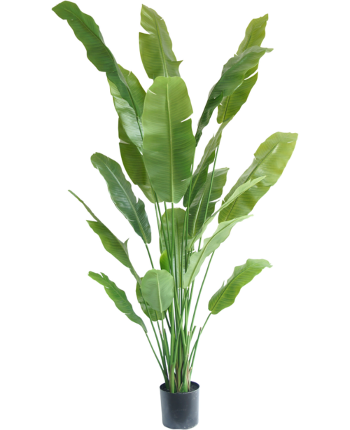 Strelitzia Nicolai 210 cm zijde GM