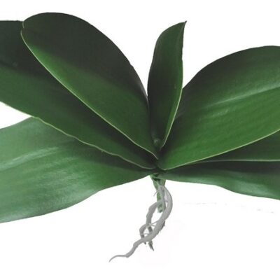 Phalaenopsis bladtoef (zacht plastic) met 7 bladeren met draad (2 XL/ 2 L / 2 M/1 S) & wortels, Ø 29 cm TOP