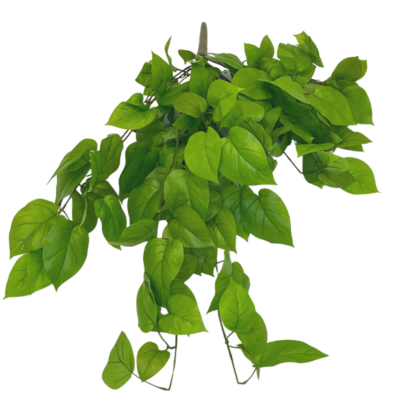 Pothos Struik Deluxe 90cm GM