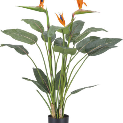 Strelitzia van 115 cm