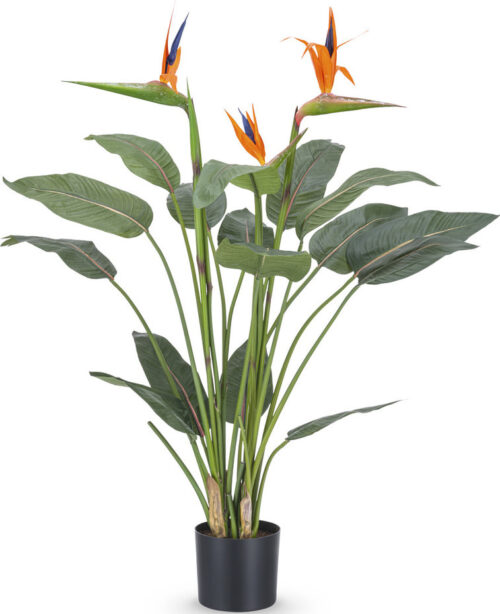 Strelitzia van 115 cm