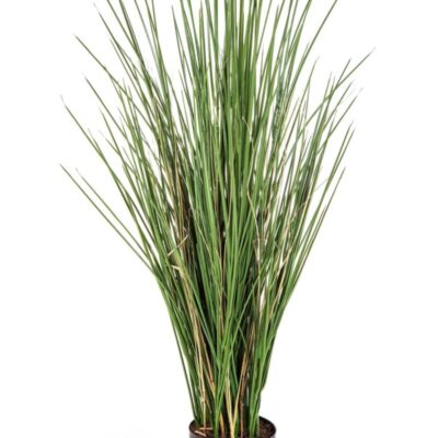 Honey Grass 80 cm w/pot Brandvertragend Flame Retardant Flora