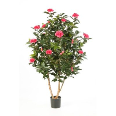 CAMELIA 150 cm JAPONICA BUSH TREE FLORA